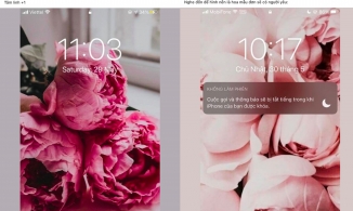 'Hot trend' đặt hình nền hoa mẫu đơn cho điện thoại: Mong vận may sẽ tới, tình yêu thì phơi phới muôn nơi