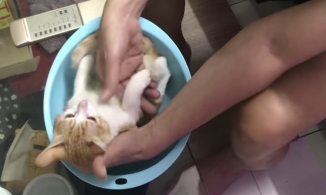 Chú mèo mê diễn xuất làm đạo cụ để ông nội thị phạm cách tắm trẻ sơ sinh