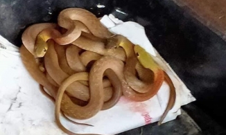 Quảng Trị: Hốt hoảng gặp cả đại gia đình 'bé na' lúc nhúc trong cốp xe 