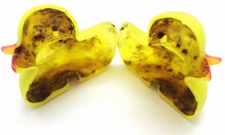 Đằng sau vịt cao su thả bồn tắm của trẻ là hàng triệu vi khuẩn