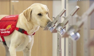 Chó được huấn luyện để có thể đánh hơi được 'mùi' Covid-19