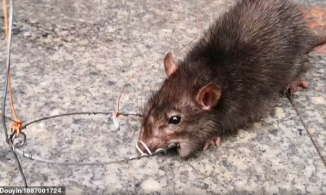 Người đàn ông dắt chuột đi dạo giữa phố