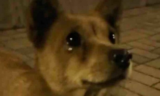 Chú chó hoang rơi nước mắt, vái lia lịa vì được người lạ cho ăn