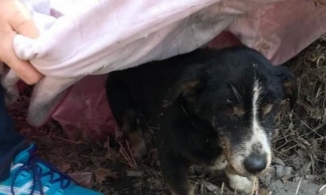 Chú chó già được ăn táng cẩn thận bỗng đội mồ sống dậy lết về nhà