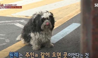 Chú chó lởn vởn 7 quán ăn mỗi ngày vì nhớ người chủ quá cố