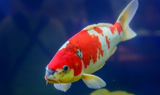 Ngỡ ngàng 'cụ' cá Koi sống thọ nhất thế giới với 226 tuổi 