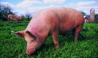 Xuất hiện biến thể mới virus gây dịch tả lợn châu Phi tại Trung Quốc