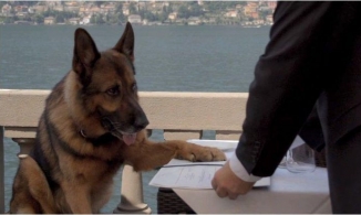 Kinh ngạc trước gia tộc chó giàu có nhất thế giới với tài sản 8,6 ngàn tỷ