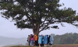 Bức ảnh nhóm du khách trú mưa dưới gốc cây cô đơn ở Đà Lạt có gì mà ai nhìn vào cũng thấy 'lạnh gáy'?