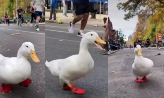 Chú vịt sở hữu hơn 100 nghìn lượt theo dõi trên MXH nhờ thi chạy marathon 