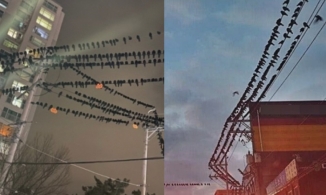 Việc nhẹ lương cao xứ Hàn: Ra đường chụp ảnh quạ là được chính phủ trả tiền