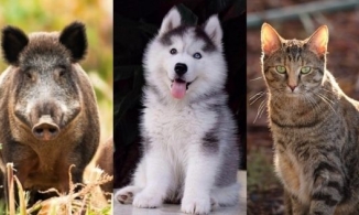 Ý nghĩa câu nói 'Heo đến thì nghèo, chó đến thì giàu, mèo đến thì nhà có tang'