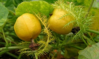 Củ cây lạc tiên - Vị thuốc Nam quý giúp bà cụ sống sót sau 7 ngày rơi xuống vực là gì?