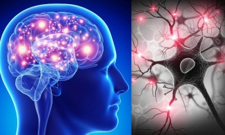 Xuất hiện bệnh não mới ở 40% người cao tuổi 