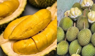 Ra mắt giống sầu riêng không mùi dành cho người không thích mùi sầu riêng