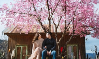 Du lịch Đà Lạt tháng 12, nhớ ghé 5 cung đường mai anh đào đẹp ngất ngây này