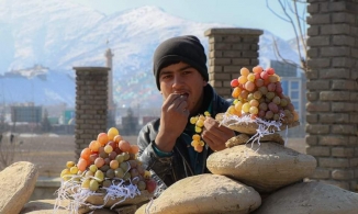Bọc nho bằng đất sét, người Afghanistan có nho ăn suốt cả mùa đông
