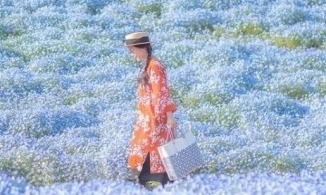 Ngẩn ngơ trước cánh đồng 4,5 triệu bông hoa phấn điệp ở công viên Nhật Bản