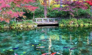 Monet's Pond: Từ ao nước bỏ hoang thành điểm đến đẹp như tranh vẽ của Nhật