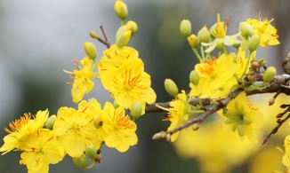 Tết cắm 7+ loại hoa này thì đảm bảo năm mới tiền vào ào ào 