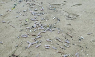 Bờ biển Thừa Thiên Huế xuất hiện sinh vật lạ, nghi là hải sâm