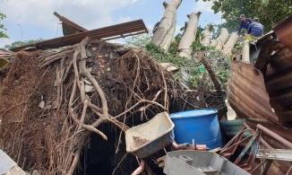 TP.HCM: Cây cổ thụ bật gốc đè dãy phòng trọ, mẹ ôm con nhỏ tháo chạy