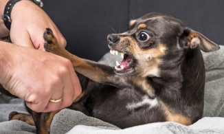 Một tháng sau ngày bị chó nhà cắn, người đàn ông ở Đắk Lắk tử vong.