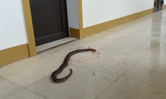 Hà Tĩnh: Dọn nhà sau lũ, phát hiện hàng chục con rắn độc