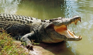 Bạc Liêu: Ra ruộng đêm gặp cá sấu và hành động bất ngờ