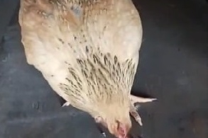 Trung Quốc: Xuất hiện con gà mái kỳ lạ, không ăn thóc chỉ ăn đinh ốc