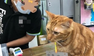 Chú mèo đeo thẻ căn cước tự ra cửa hàng tạp hóa mua đồ
