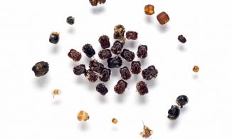 Loài kiến thích sưu tập 'đầu của kẻ thù' về trang trí tổ của mình