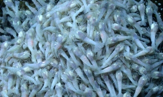 Loài tôm nhúng vào nước sôi 450 độ vẫn tung tăng bơi 