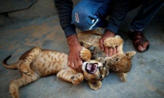 Hai con sư tử dạo chơi trên nóc tòa nhà chung cư