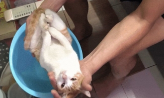 HOT: 'Diễn viên' mèo nhập vai trẻ sơ sinh bất ngờ lên báo quốc tế