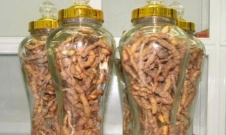 Vụ người chồng cương dương 30 giờ, chuyên gia Đông y chỉ cách dùng ba kích