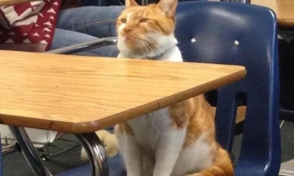 Phì cười với chú mèo hiếu học: Đi sớm nhất lớp, ngồi học cả ngày không mệt