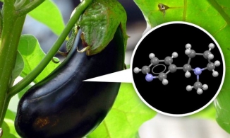 Khám phá bí mật “động trời” mà nhiều loại đồ ăn giấu chúng ta bấy lâu nay