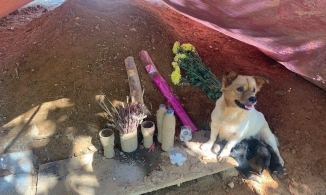 Sạt lở Trà Leng: Rơi nước mắt với hình ảnh đàn chó canh mộ chủ suốt 1 tháng