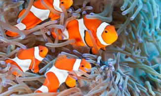 5 loài vật có khả năng chuyển đổi giới tính linh hoạt