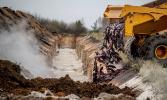 Đan Mạch: Đào xác chồn từ hố chôn tập thể sau khi xác bị trồi lên