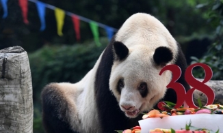 Gấu trúc khổng lồ già nhất thế giới đã qua đời ở tuổi tương đương 110