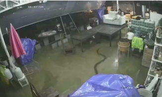 Rắn hổ mang chúa dài 4m bơi trong nhà dân ngập lụt