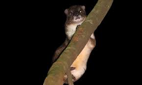 Phát hiện loài thú mới giống chuột lang nhưng có họ hàng với voi