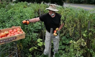 Người đàn ông trồng rau trên dải phân cách để tặng cho người vô gia cư