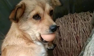 Lịm tim với biểu cảm đáng yêu của chú chó khi bị phạt vì ăn trộm trứng gà