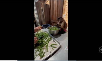 Clip chú khỉ ngồi cặm cụi nhặt rau như con người thu hút đến 5 triệu lượt xem