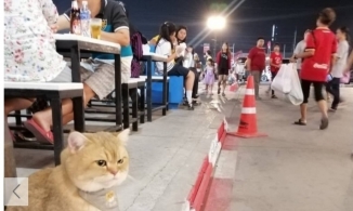 Cư dân mạng cười ngất với chú mèo 'hờn cả thế giới' khi đợi chủ mà bị hiểu lầm là ăn xin