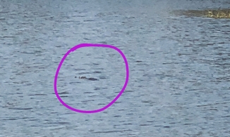 Vũng Tàu: Phát hiện cá sấu nặng bơi giữa hồ, gần khu vực đông dân