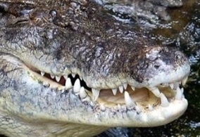 Người đàn ông tự cạy hàm cá sấu thoát ra ngoài